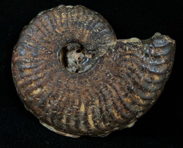 Pyritized Ammonites - Oujda, Morocco #14219